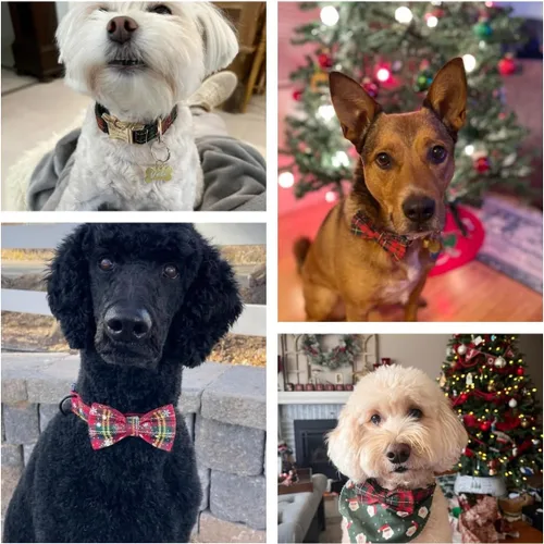 Miniatura 5 de Collar de perro personalizado con hebilla de metal grabada, nombre y número de teléfono personalizados, ajustable para razas pequeñas, medianas