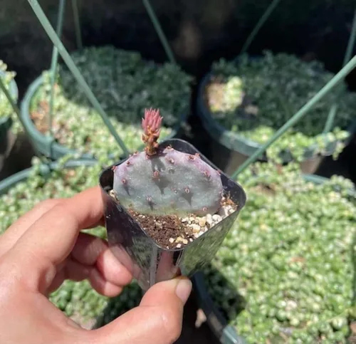 Miniatura 8 de Plantas de cactus vivas de USKC (Maceta de 5 cm Gymnocalycium damsii VAR. tucavocense)
