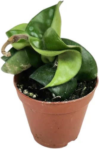 Miniatura 9 de Josh's Frogs Hoya - Planta de cera (flor de cera común)
