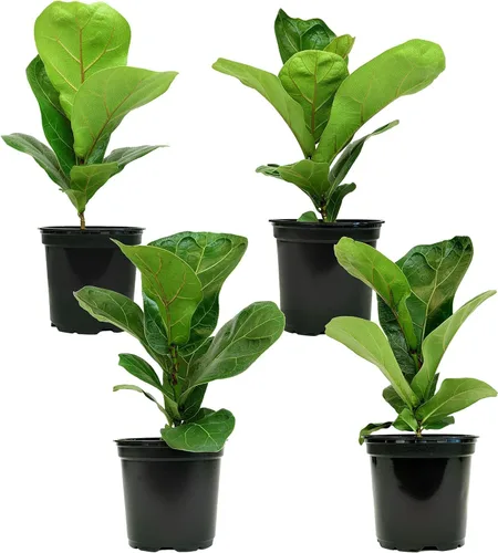 Miniatura 4 de Plantas for Pets - Higuera de hoja de violín (paquete de 4), paquete de plantas Ficus Lyrata, entrega de plantas vivas de Ficus, decoración popular