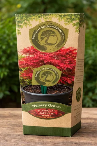Miniatura 8 de Bloodgood Árbol de arce japonés rojo - Planta viva de 2 años - Acer palmatum 'Bloodgood' por - Japanese Maples and Evergreens