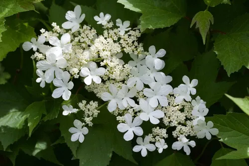 Miniatura 2 de 30 semillas de arándano americano Highbush para plantar -Viburnum trilobum