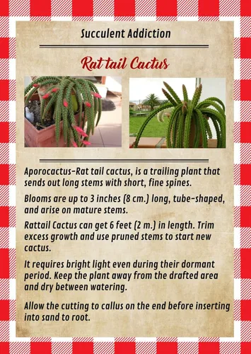 Miniatura 4 de Aporocactus Flagelliformis - Aporocactus Flagelliformis de 4 pulgadas con cola de rata rara planta viva, fácil de cultivar en interiores y RatTail