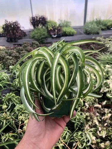 Planta de interior viva de araña, variedad Bonnie Curly Variety, purificadora de aire, bajo mantenimiento, perfecta para decoración del hogar y la