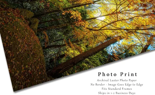 Miniatura 2 de Impresión de fotografía de bosque (sin marco) Imagen vertical de hojas iluminadas por la luz del sol en el día de otoño en grandes montañas
