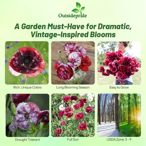 Miniatura 2 de Outsidepride Pandora Semillas de amapola para plantar, 500 piezas anuales, tolerantes a la sequía y fáciles de cultivar semillas de flores