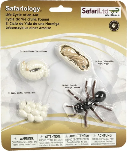 Miniatura 4 de Safari Ltd Safariología, el ciclo de vida de una abeja
