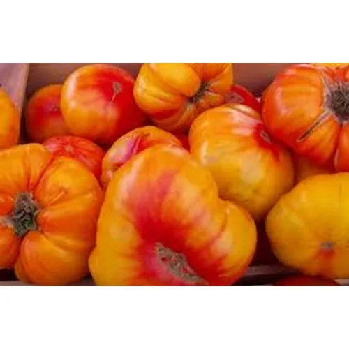 Miniatura 3 de Tomate alemán viejo- Un gran gran sabor favorito (10 - Semillas)