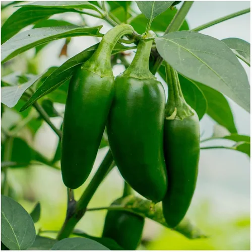 Miniatura 5 de Everwilde Farms - 50 semillas de pimiento picante de jalapeño - Paquete de semillas Gold Vault