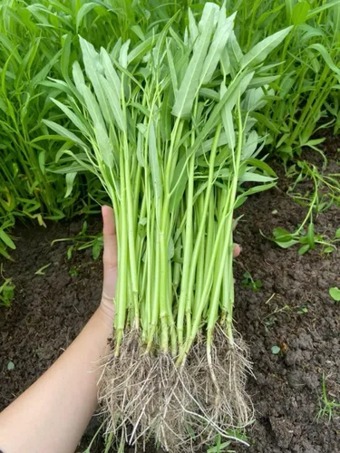 Más de 1000 semillas de espinaca de agua de primera calidad – Kangkong, Ong Choy, Rau Muong – Heirloom, sin OMG, semillas de vegetales fáciles de