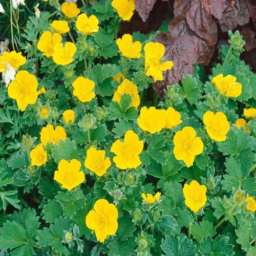 Miniatura 7 de Outsidepride Cinquefoil Gold Sovereign Potentilla Semillas – 500 semillas de flores perennes, fáciles de cultivar con altura compacta