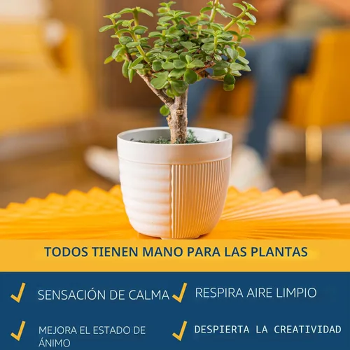 Miniatura 4 de Costa Farms - Árbol Bonsái en Miniatura, Planta Viva en Maceta Decorativa, Planta de Interior, Perfecta para Decoración del Hogar, Habitación u