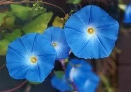 Morning Glory - Semillas de flores de jardín frescas sin tratar, color azul celestial por Seed Kingdom (1 libra de semillas)