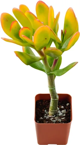 Miniatura 8 de Plantas suculentas vivas de 2 pulgadas, cactus con cono de pino, mini suculentas en maceta, planta de interior de fácil cuidado, regalos únicos