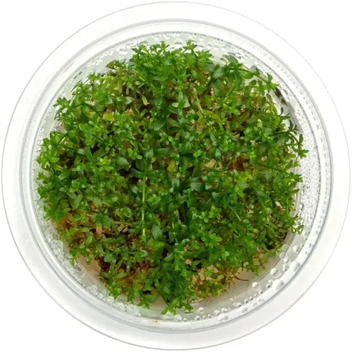 Miniatura 53 de Planta viva SubstrateSource - Hierba enana Eleocharis Belem cultivada en tejidos acuáticos para acuario - 100% libre de caracoles en copa in vitro