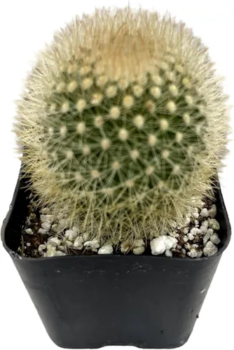 Miniatura 8 de Fatplants - Mini plantas de cactus vivas (paquete de 4), plantas de cactus de interior, plantas de cactus vivos, decoración de cactus vivos, plantas