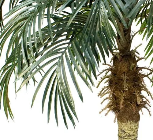 Miniatura 3 de Dos palmeras tropicales artificiales de coco fénix de 6 pies, sin maceta