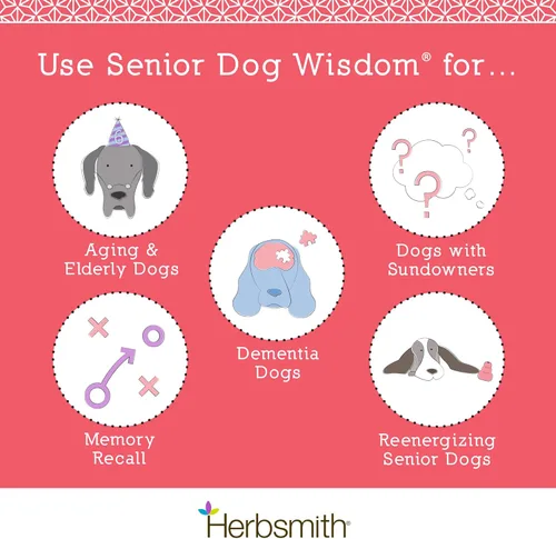 Miniatura 2 de Herbsmith Senior Dog Wisdom – Suplemento de demencia para perros – DHA para la salud cerebral del perro mayor – Suplemento para perros mayores