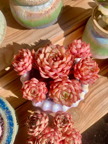 Miniatura 2 de Echeveria Ben Badis - Plantas suculentas vivas raras, planta viva roja de 4 a 5 cabezas de 3 pulgadas, paquete sin maceta y tierra, escritorio
