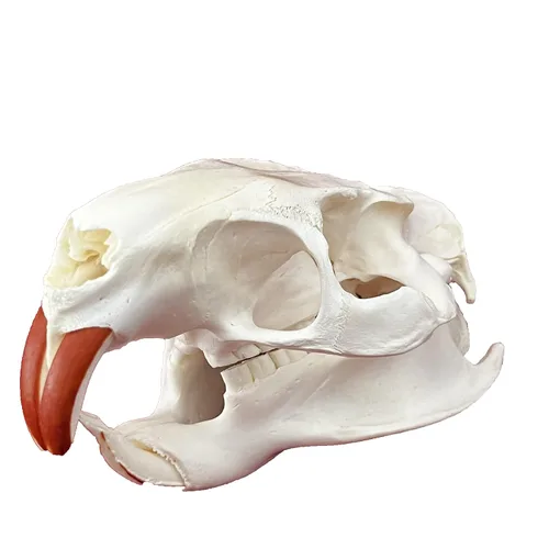 Miniatura 11 de Calaveras de animales reales en taxidermia, espécimen de huesos reales, suministros de taxidermia para educación científica, regalo especial