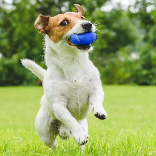 Miniatura 4 de Vinsot Paquete de 24 pelotas de tenis a granel, pelotas de presión estándar para entrenar jugadores principiantes jóvenes, pelota de ejercicio
