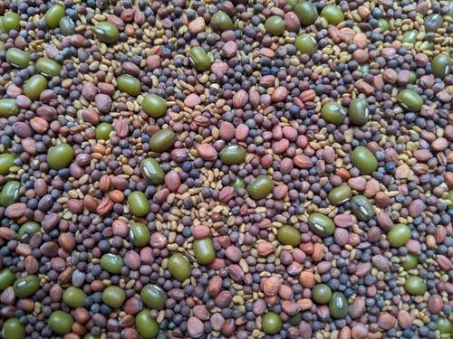 Miniatura 2 de Mezcla de ensalada de semillas germinadas de una libra. Sin OMG. Brócoli, alfalfa, rábano y frijoles mungos Nuestro paquete patentado de brotes