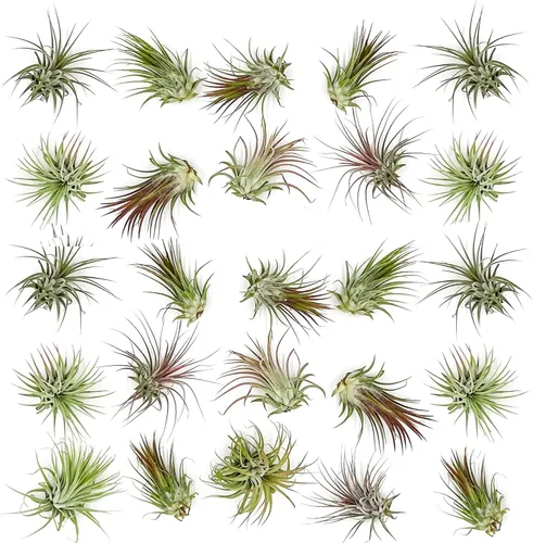 ragnaroc Plantas de Aire a Granel – Tillandsia Ionantha Paquete al Por Mayor, Regular 1-3" – 25ct – Llegada Viva Garantizada – Plantas de Casa para