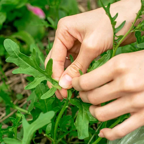 Miniatura 3 de Semillas de Rúcula Puramente Orgánicas (Resistente al Espigado) - Aproximadamente 400 Semillas - USDA Orgánico, Sin OGM, Polinización Abierta