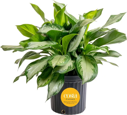 Miniatura 11 de Costa Farms Árbol de hoja perenne chino, fácil de cultivar, planta de interior en maceta en maceta en bonita maceta decorativa, regalo diario