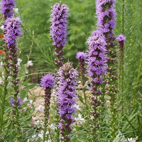 Gayfeather Seeds - Liatris Seeds, 500 semillas, planta estrella ardiente, liatris perenne vibrante, ideal para camas de jardín y bordes, fácil de