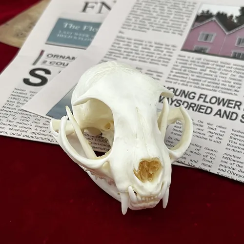 Miniatura 6 de Calaveras de animales reales en taxidermia, espécimen de huesos reales, suministros de taxidermia para educación científica, regalo especial
