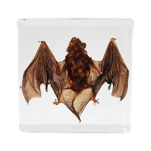 Muestras de murciélago reales en manualidades de pisapapapeles de resina, colección de taxidermia de animales para educación científica y adorno de