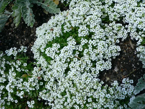 Miniatura 2 de Alfombra de nieve Alyssum Nice Garden Flower by Seed Kingdom Bulk 60,000 semillas
