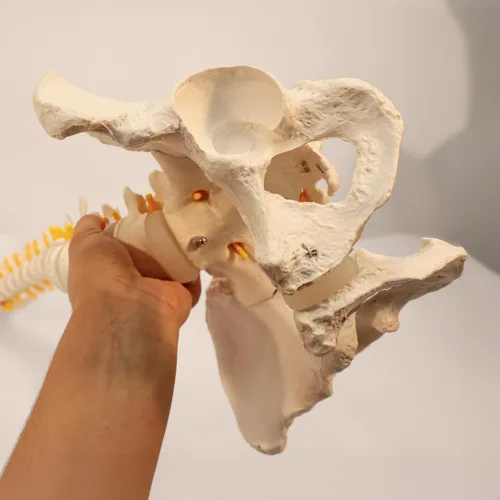 Miniatura 7 de Axis Scientific - Columna vertebral flexible de tamaño natural con pelvis masculina, nervios y arterias espinales, incluye soporte de metal