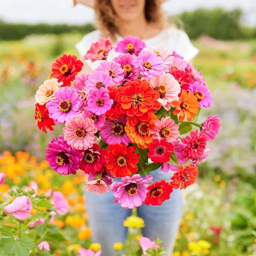 Miniatura 9 de Eden Brothers Crazy for Cosmos - Semillas mixtas de flores de cosmos para plantar, 50 lb, más de 24,000,000 semillas con Cosmos Gloria, Pinkie