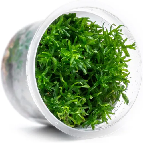 Miniatura 31 de Planta viva SubstrateSource - Hierba enana Eleocharis Belem cultivada en tejidos acuáticos para acuario - 100% libre de caracoles en copa in vitro