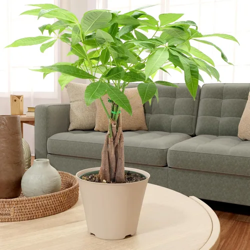 Miniatura 6 de LV64 Árbol del dinero trenzado vivo Pachira Aquatica Planta de interior en maceta de plástico de la marca Arcadia Garden Product's, regalo