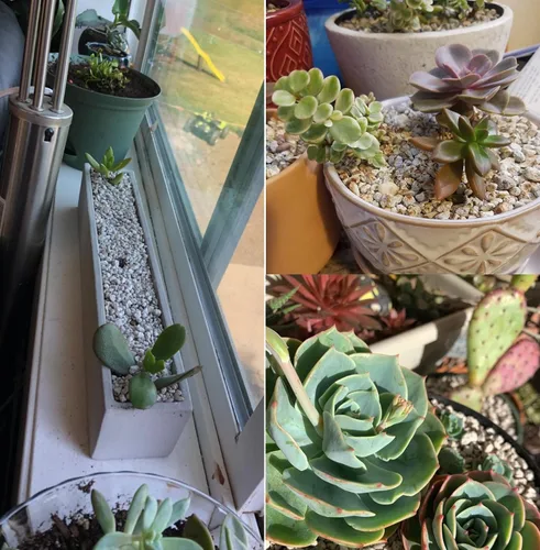 Miniatura 7 de Piedra pómez hortícola para plantas tamizada profesional (12 cuartos de galón, 1/2 pulgada)