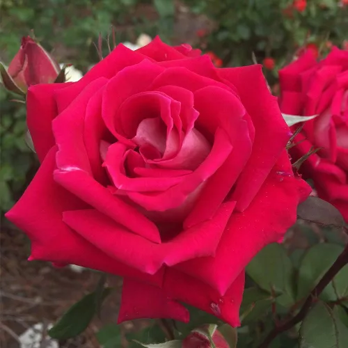 Miniatura 3 de Heirloom Roses Planta de rosas - Love - Rosa multicolor Grandiflora Planta viva para plantar al aire libre