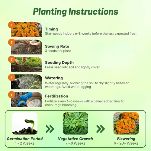 Miniatura 5 de Outsidepride 500 semillas anuales Tagetes Patula Caléndula Francesa Tangerine Garden Flower Seeds para plantar Mandarina Francesa