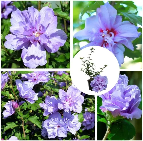 Miniatura 2 de Arbusto Althea de rosa púrpura de Sharon, arbusto de hibisco resistente bien arraigado de 7-13 pulgadas de alto con flores de verano para paisaje al