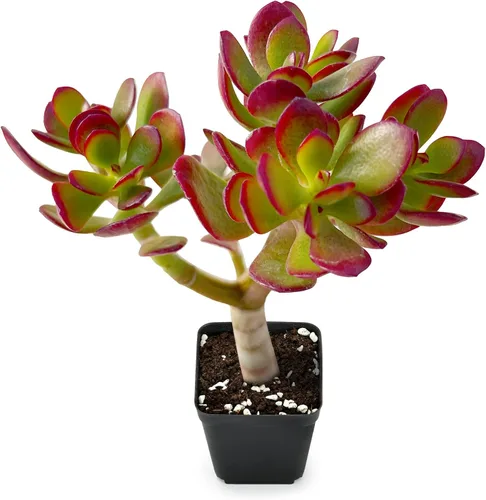 Miniatura 8 de Sprout N Green Golden Jade - Crassula Ovata 'Hummel Sunset', rara planta suculenta linda totalmente enraizada en maceta de 2 pulgadas con tierra