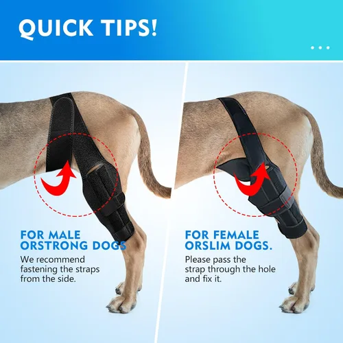 Miniatura 8 de Rodillera negra para perro para pierna trasera, soporte ajustable para piernas de perro, pierna trasera para aliviar el dolor en las articulaciones