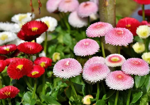 Miniatura 3 de Semillas English Daisy Pompon Mix (Marguerites) Flores perennes para plantar