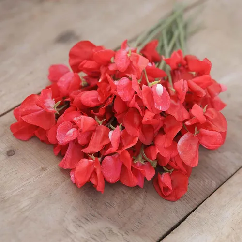 Miniatura 3 de Eden Brothers Semillas de guisantes dulces - Royal Scarlet