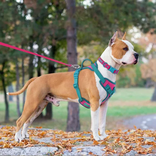 Miniatura 6 de Wolfone Arnés sin tirones para perro, ajustable, suave, acolchado, chaleco para mascotas, con asa de control, adorable arnés diario para perros