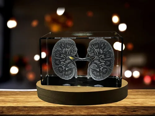 Miniatura 25 de Regalo para médicos 3D grabado en cristal recuerdo/regalo/decoración/(pequeño (3 x 2 x 2 pulgadas), arterias)