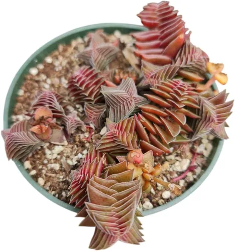 Miniatura 4 de Plantas de cactus suculentas vivas de USKC (maceta de 4 pulgadas) (Echeveria agavoides Lip Stick)