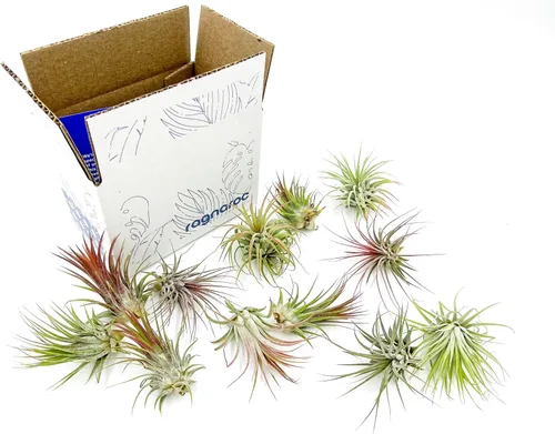 Miniatura 6 de Plantas de aire ragnaroc - Paquete de Tillandsia Ionantha, regular de 1-3" - 12 unidades - Llegada viva garantizada - Plantas de casa