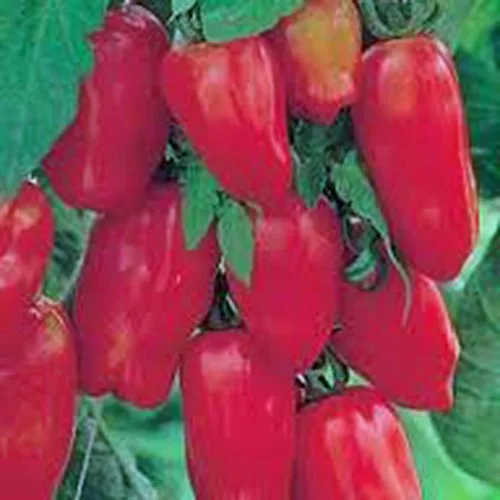 Miniatura 2 de TOMATE, SAN MARZANO, HEIRLOOM, 100 SEMILLAS, SEMILLAS DE TOMATE, TOMATE CLÁSICO